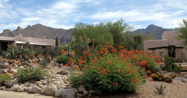 Gardens at Westward Look Resort on Ina Road, with the Santa Catalina Mountains